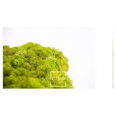 Stabilized lichen Box of 500g Green
