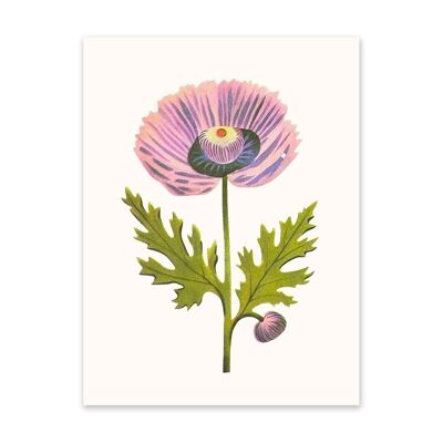 Purple Poppy 1 Art Print (10918)