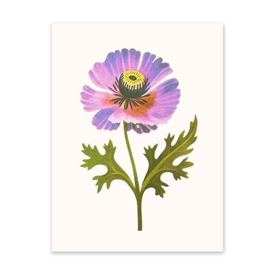 Purple Poppy 2 Art Print (10919)