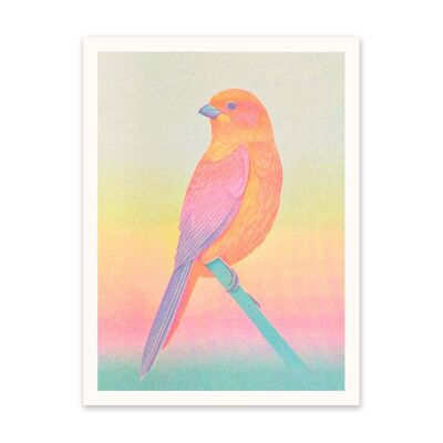 Stampa artistica di uccelli con ombre al neon (10930)
