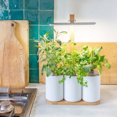 LILO, Indoor-Garten mit angeschlossenem Wachstumslicht für Pflanzen und Kräuter, die zum Wachsen bereit sind