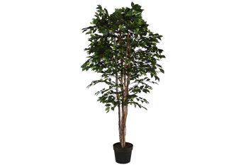 ARBRE PE 100X100X210 VERT FICUS JA212499 1