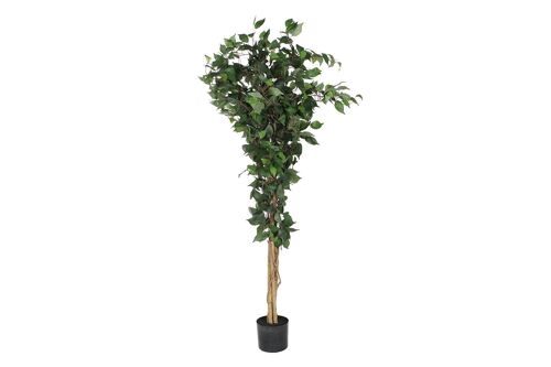 Arbol Pe Pp 50X50X150 Ficus Verde JA209828