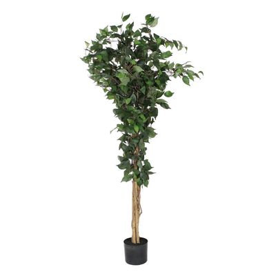Arbol Pe Pp 50X50X150 Ficus Verde JA209828