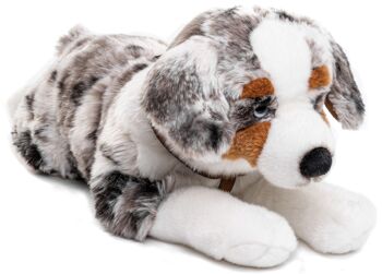 Chien de berger australien, couché (avec harnais) - 63 cm (longueur) - Mots clés : chien, animal de compagnie, peluche, peluche, peluche, peluche 1
