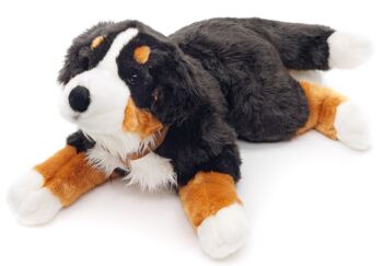 Bouvier bernois, couché (avec harnais) - 62 cm (longueur) - Mots clés : chien, animal de compagnie, peluche, peluche, peluche, peluche 1