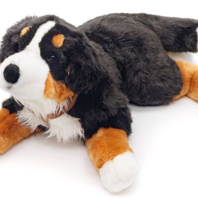 Berner Sennenhund, liegend (mit Geschirr) - 62 cm (Länge) - Keywords: Hund, Haustier, Plüsch, Plüschtier, Stofftier, Kuscheltier