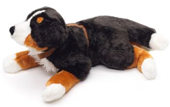 Bouvier bernois, couché (avec harnais) - 62 cm (longueur) - Mots clés : chien, animal de compagnie, peluche, peluche, peluche, peluche 3