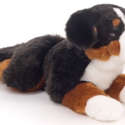 Bouvier bernois, couché - 46 cm (longueur) - Mots clés : chien, animal de compagnie, peluche, peluche, peluche, peluche