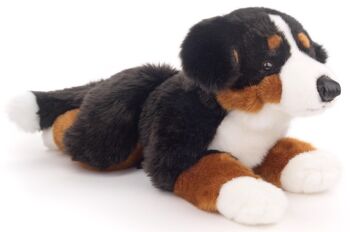 Bouvier bernois, couché - 46 cm (longueur) - Mots clés : chien, animal de compagnie, peluche, peluche, peluche, peluche 1
