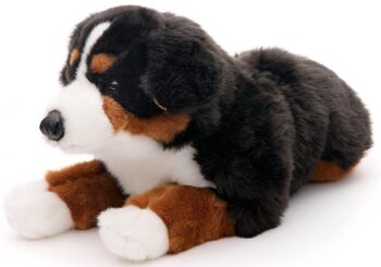 Bouvier bernois, couché - 46 cm (longueur) - Mots clés : chien, animal de compagnie, peluche, peluche, peluche, peluche 3