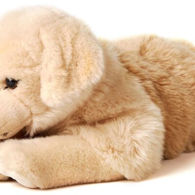 Golden Retriever, couché - 43 cm (longueur) - Mots clés : chien, animal de compagnie, peluche, peluche, peluche, peluche