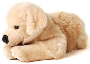 Golden Retriever, couché - 43 cm (longueur) - Mots clés : chien, animal de compagnie, peluche, peluche, peluche, peluche 1