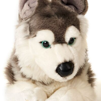 Husky gris, couché - 43 cm (longueur) - Mots clés : chien, animal de compagnie, peluche, peluche, peluche, peluche