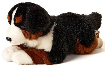 Bouvier bernois, couché - 29 cm (longueur) - Mots clés : chien, animal de compagnie, peluche, peluche, peluche, peluche 1