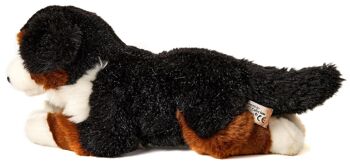 Bouvier bernois, couché - 29 cm (longueur) - Mots clés : chien, animal de compagnie, peluche, peluche, peluche, peluche 3