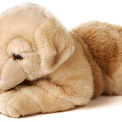 Golden Retriever, couché - 31 cm (longueur) - Mots clés : chien, animal de compagnie, peluche, peluche, peluche, peluche
