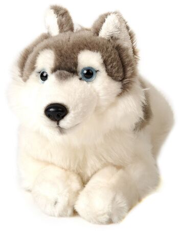 Husky gris, couché - 31 cm (longueur) - Mots clés : chien, animal de compagnie, peluche, peluche, peluche, peluche 2