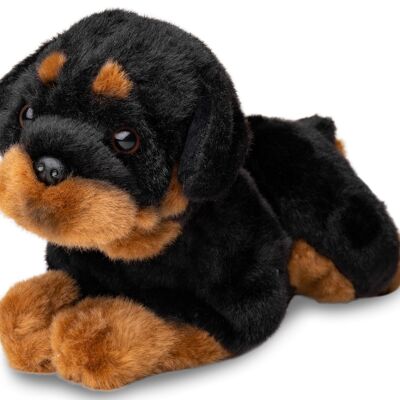 Rottweiler, sdraiato - 30 cm (lunghezza) - Parole chiave: cane, animale domestico, peluche, peluche, animale di peluche, peluche