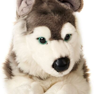 Husky, acostado - 40 cm (largo) - Palabras clave: perro, mascota, peluche, peluche, animal de peluche, peluche