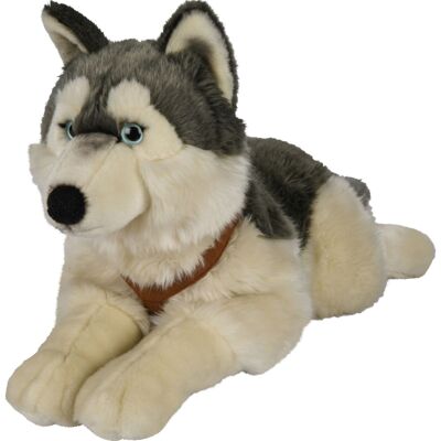 Husky, liegend (mit Geschirr) - 62 cm (Länge) - Keywords: Hund, Haustier, Plüsch, Plüschtier, Stofftier, Kuscheltier