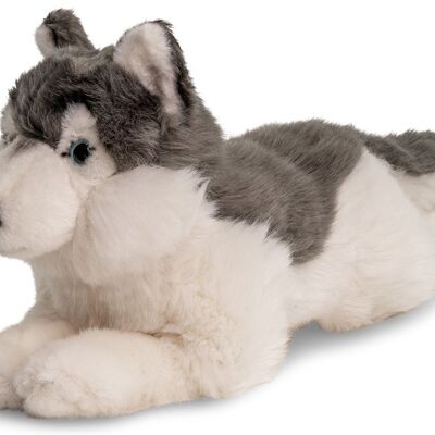 Husky gris, couché - 38 cm (longueur) - Mots clés : chien, animal de compagnie, peluche, peluche, peluche, peluche