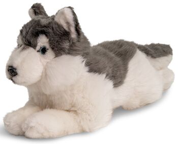 Husky gris, couché - 38 cm (longueur) - Mots clés : chien, animal de compagnie, peluche, peluche, peluche, peluche 1