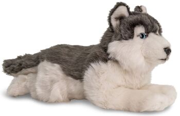 Husky gris, couché - 38 cm (longueur) - Mots clés : chien, animal de compagnie, peluche, peluche, peluche, peluche 2