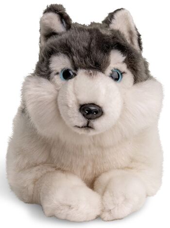 Husky gris, couché - 38 cm (longueur) - Mots clés : chien, animal de compagnie, peluche, peluche, peluche, peluche 3