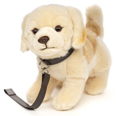 Chiot Golden Retriever, debout - Avec laisse - 22 cm (hauteur) - Mots clés : chien, animal de compagnie, peluche, peluche, peluche, peluche