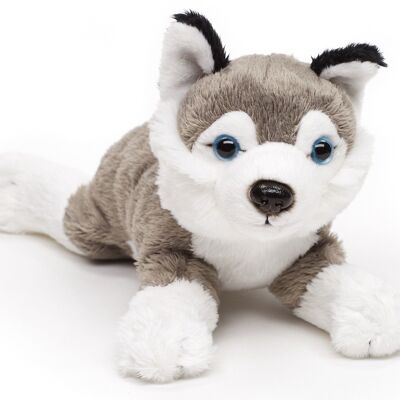 Peluche Husky (sin correa) - 22 cm (largo) - Palabras clave: perro, mascota, peluche, peluche, peluche, peluche