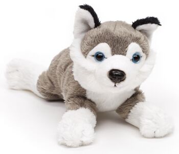 Peluche Husky (sans laisse) - 22 cm (longueur) - Mots clés : chien, animal de compagnie, peluche, peluche, peluche, peluche 1