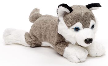 Peluche Husky (sans laisse) - 22 cm (longueur) - Mots clés : chien, animal de compagnie, peluche, peluche, peluche, peluche 2