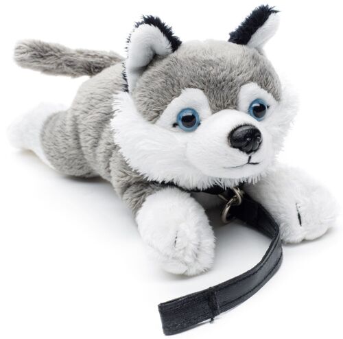 Husky Plushie (mit Leine) - 22 cm (Länge) - Keywords: Hund, Haustier, Plüsch, Plüschtier, Stofftier, Kuscheltier