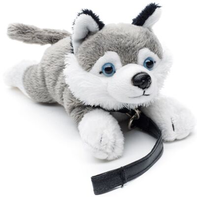 Husky Plushie (avec laisse) - 22 cm (longueur) - Mots clés : chien, animal de compagnie, peluche, peluche, peluche, peluche