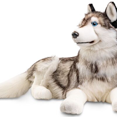 Husky, couché - 100 cm (longueur) - Mots clés : chien, animal de compagnie, peluche, peluche, peluche, peluche