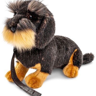 Perro salchicha de pelo duro, sentado (con correa) - 22 cm (altura) - Palabras clave: perro, mascota, peluche, peluche, peluche, peluche