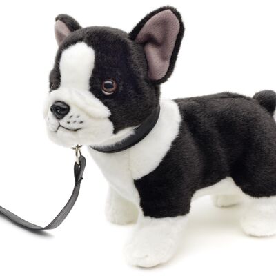 Bulldog francese (bianco e nero) - Con guinzaglio - 25 cm (lunghezza) - Parole chiave: cane, animale domestico, peluche, peluche, peluche, peluche
