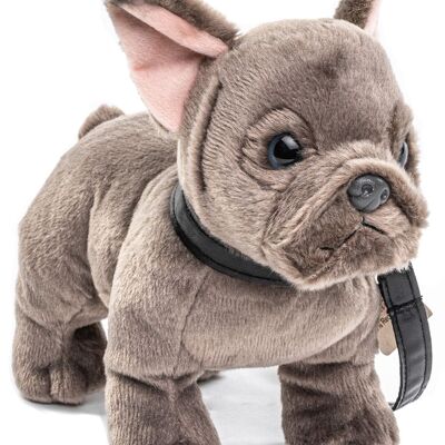 Bulldog francese (grigio) - Con guinzaglio - 26 cm (lunghezza) - Parole chiave: cane, animale domestico, peluche, peluche, peluche, peluche