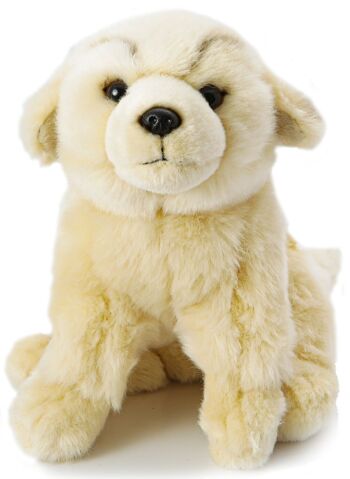 Chiot Golden Retriever, assis - Sans laisse - 18 cm (hauteur) - Mots clés : chien, animal de compagnie, peluche, peluche, peluche, peluche 1