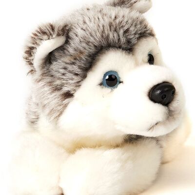 Cucciolo Husky grigio, sdraiato - 23 cm (lunghezza) - Parole chiave: cane, animale domestico, peluche, peluche, animale di peluche, peluche