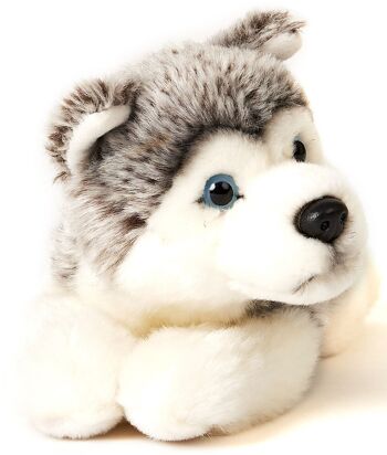 Chiot Husky gris, couché - 23 cm (longueur) - Mots clés : chien, animal de compagnie, peluche, peluche, peluche, peluche 1