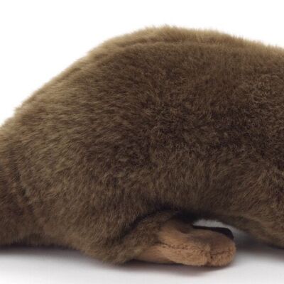 Lontra, in piedi - 32 cm (lunghezza) - Parole chiave: animale della foresta, animale acquatico, peluche, peluche, animale di peluche, peluche