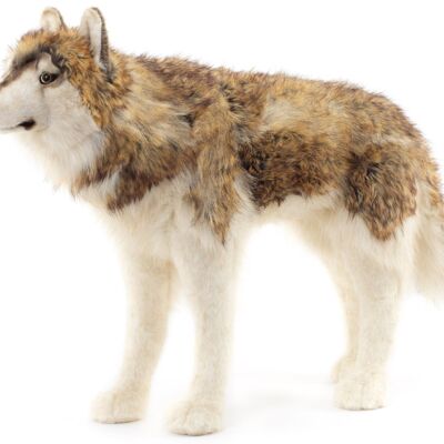 Wolf, standing - 94 cm (length) - Keywords: forest animal, plush, plush toy, stuffed animal, cuddly toy