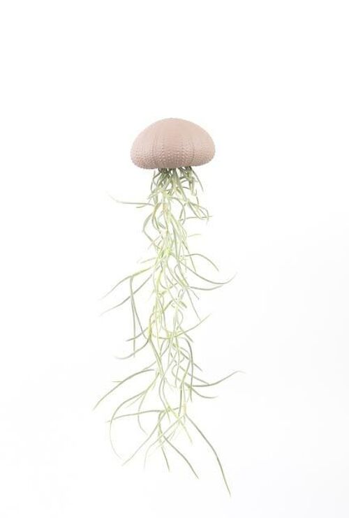 Tilandsia airplant hangend in zee-egel roze medium