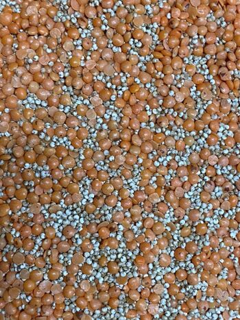 Mélange quinoa/lentilles corail BIO origine France - 5kg 2