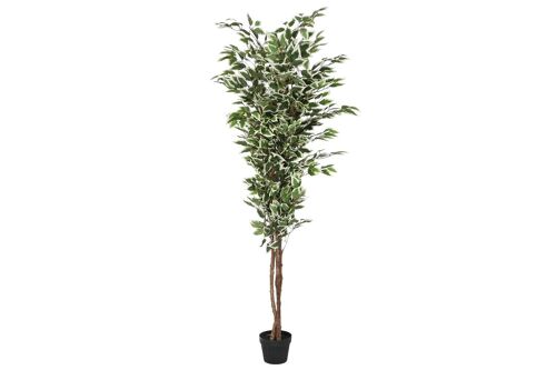 PLANTA PE CEMENTO 80X80X180 FICUS VERDE JA210908