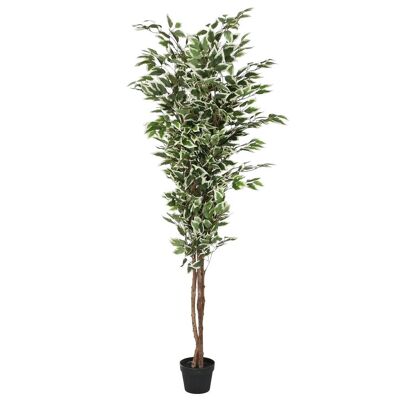 Planta Pe Cemento 80X80X180 Ficus Verde JA210908