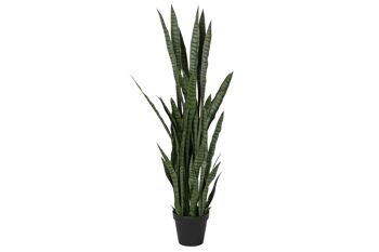 PE PP PLANTE 40X40X150 SANSEVIERIA VERDE JA209831 1