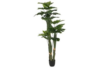 PLANTE PE PP 88X76X174 MONSTERA VERDE JA209839 1